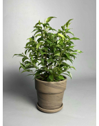 Фікус Бенжаміна 