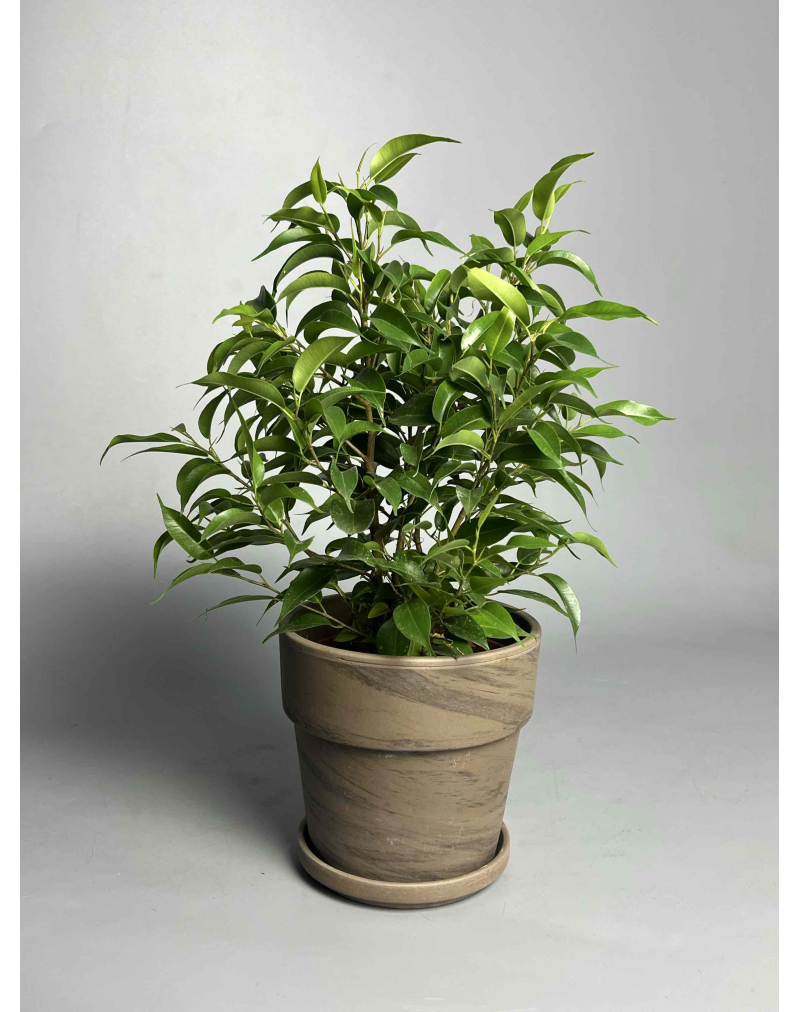 Фікус Бенжаміна 