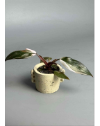 Филодендрон Pink Princess