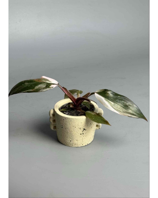 Филодендрон Pink Princess