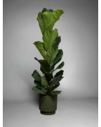 Фікус Лірата 90-120см