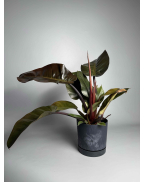 Филодендрон Red imperial