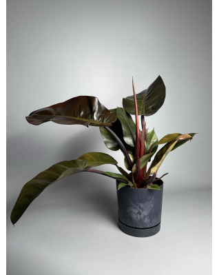 Філодендрон Red imperial