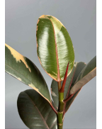 Фикус Белиз 