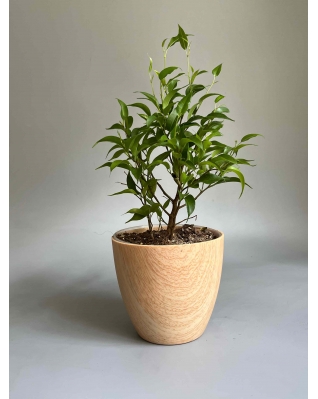 Фикус Бенджамина  Фикус Бенджамина