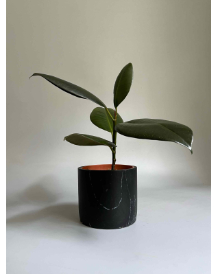 Фікус Еластика 35-60см