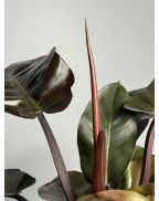 Филодендрон Red imperial