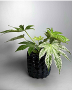 Фатсія варієгатна