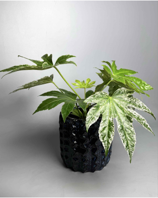 Фатсія варієгатна