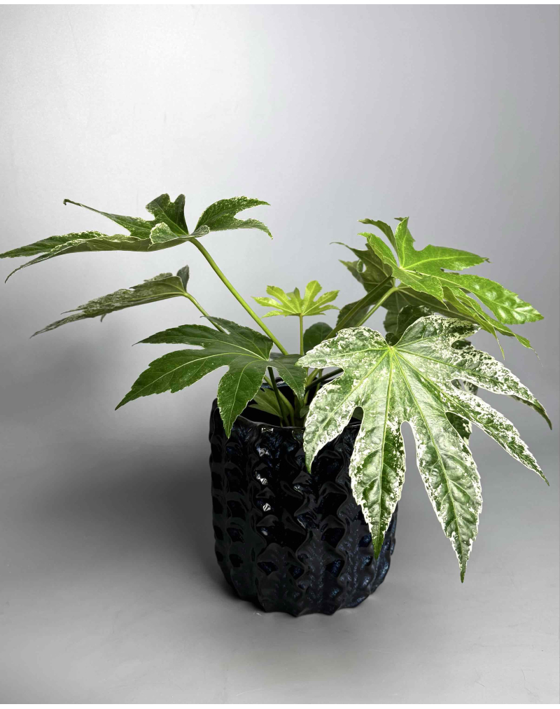 Фатсія варієгатна