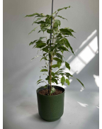 Фікус Бенжаміна 60см