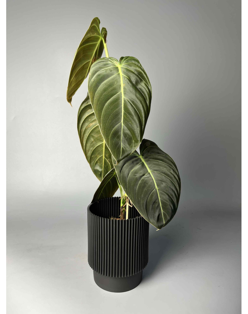 Philodendron Melanochrysum