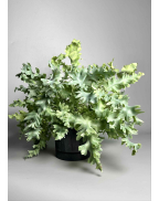 Флебодиум Давана папороть