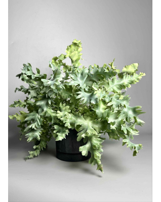 Флебодиум Давана папороть