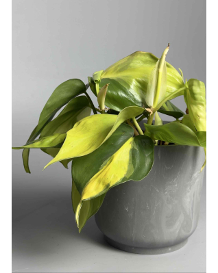 Філодендрон бразильский 