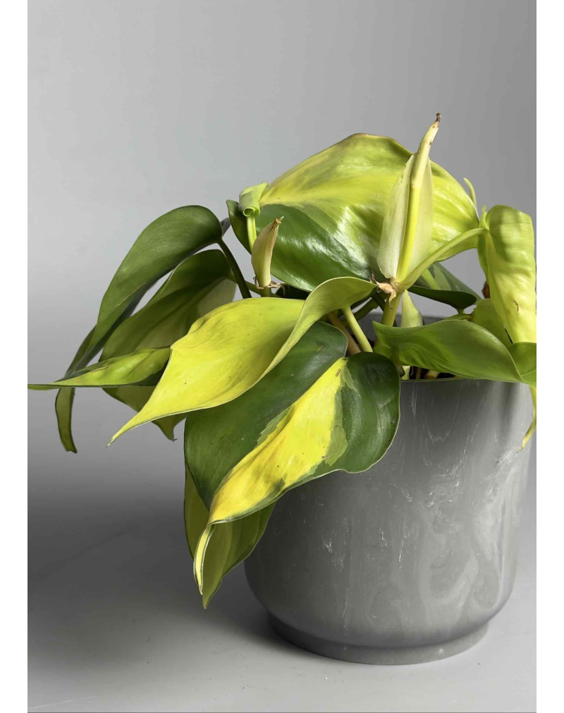 Філодендрон бразильский 