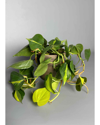 Филодендрон Бразильский 