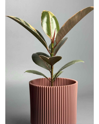 Фикус Белиз 