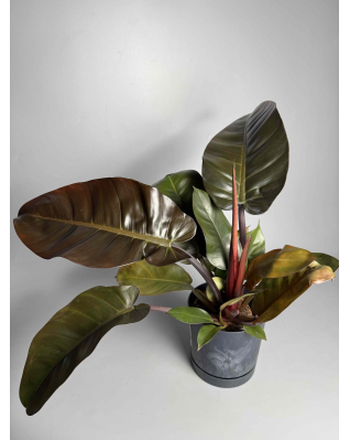 Філодендрон Red imperial