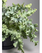 Флебодиум Давана папороть