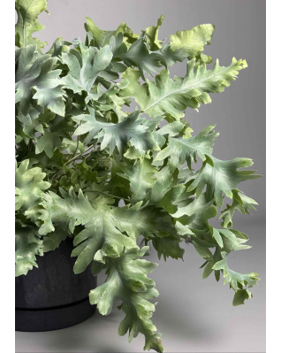 Флебодиум Давана папороть