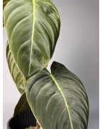 Philodendron Melanochrysum