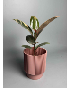 Фикус Белиз 