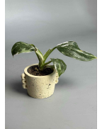 Филодендрон White Princess