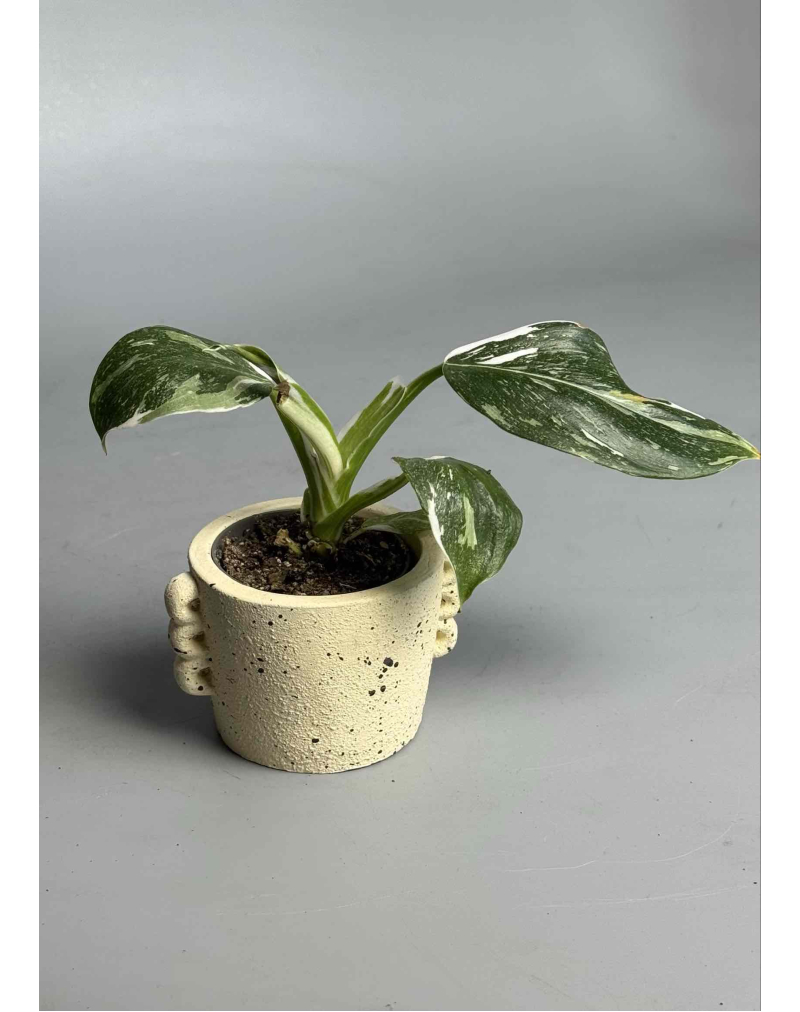 Филодендрон White Princess