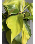Філодендрон бразильский 