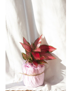 Аглаонема Черри