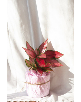 Аглаонема Черри