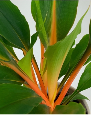 Хлорофитум Грин Оранж 