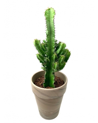 Молочай Великий 130см