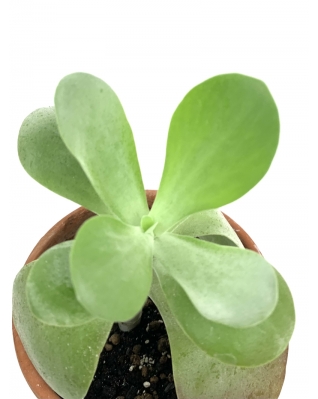 Каланхое волотисте