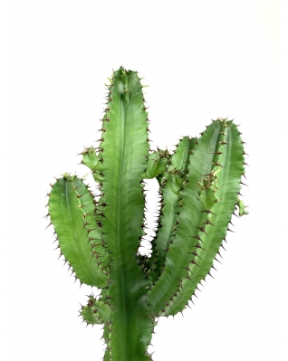 Молочай Великий 130см