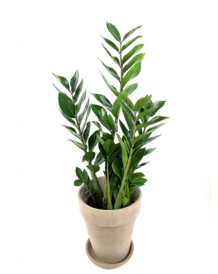 Горщик Deroma альто мокко 22х24 см