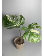 Монстера Тайське сузірʼя с-м