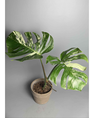 Монстера Тайське сузірʼя с-м