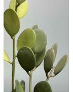 Ксерозициус Дангі