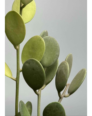 Ксерозициус Дангі