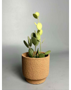 Ксерозициус Дангі