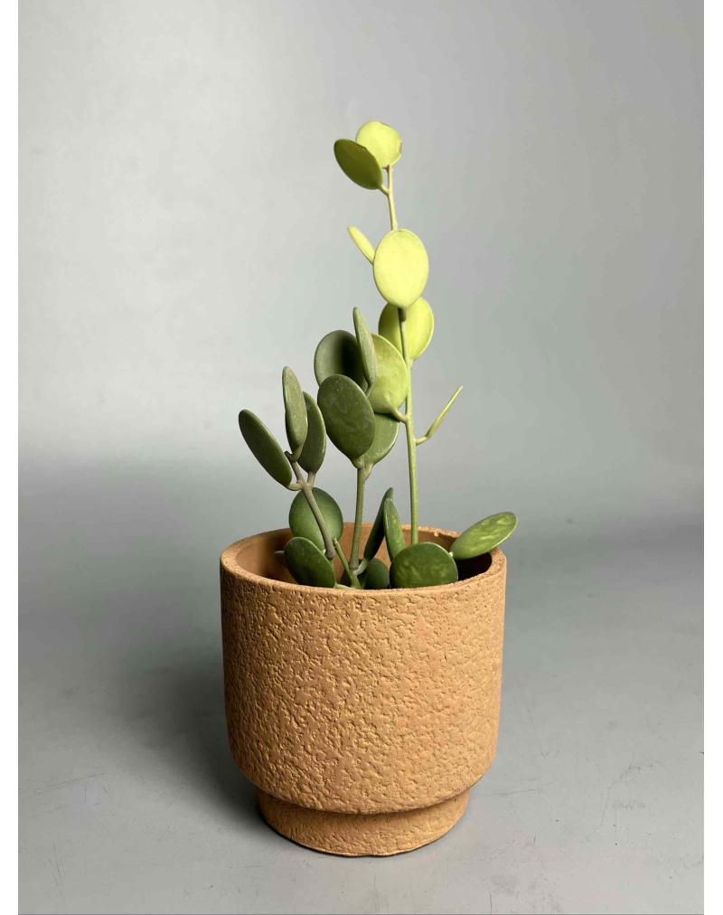 Ксерозициус Дангі