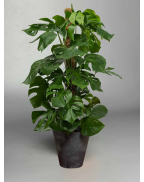 Монстера M-XL