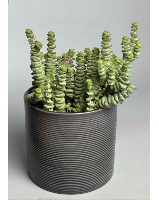 Крассула hottentot