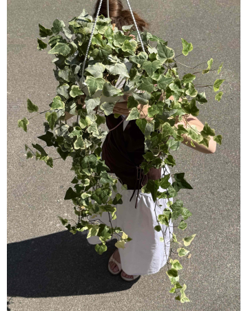 Плющ хедера Плющ хедера