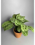 Маранта керховена