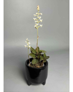 Орхідея лудізія (дорогоцінна)