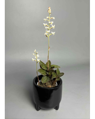 Орхідея лудізія (дорогоцінна)