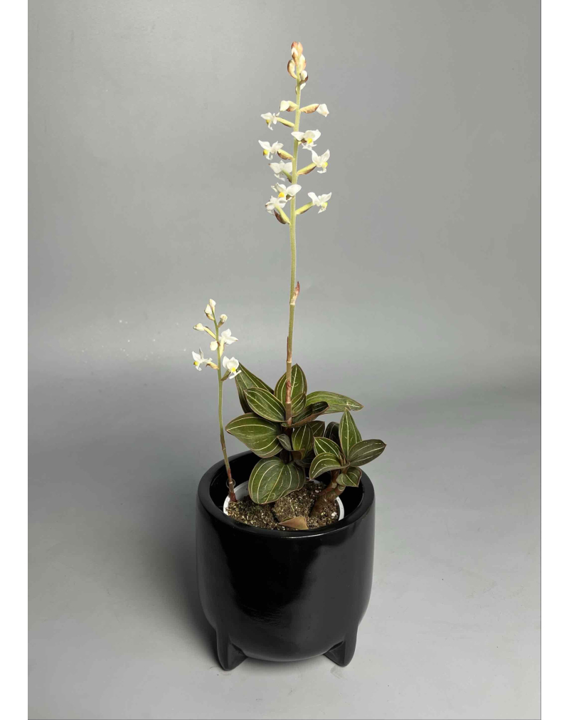 Орхідея лудізія (дорогоцінна)